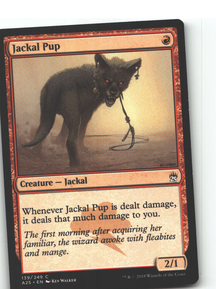 Jackal Pup
