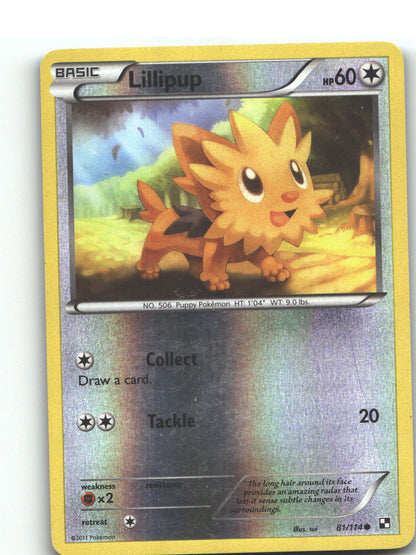 Lillipup (81)