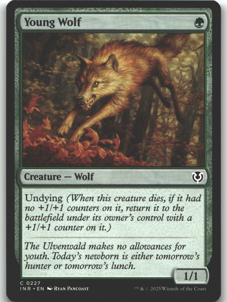Young Wolf